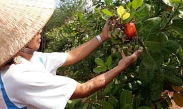Hạt điều Hoàng Phú: Lực đẩy phát triển kinh tế cho đồng bào dân tộc