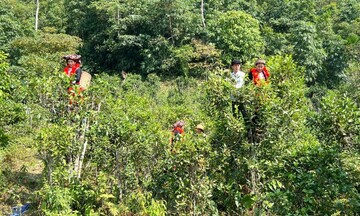 Cây chè Bình An vươn mình nhờ dự án hỗ trợ sinh kế bền vững