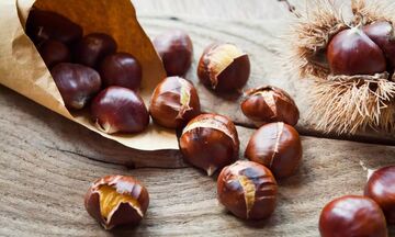 Dẻ ván Ngân Sơn: 'Lộc rừng' mở hướng làm giàu nơi vùng cao Thái Nguyên