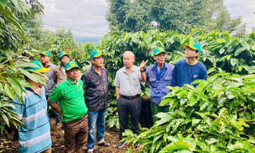 Nâng giá trị hạt cà phê  Việt trên thị trường quốc tế