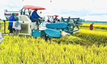 Giá lúa gạo hôm nay ngày 8/10: Gạo bình ổn, lúa tươi chững giá