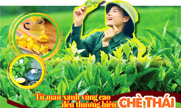 Longform | Từ màu xanh vùng cao đến thương hiệu chè Thái