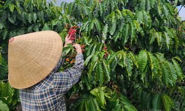 Giá cà phê hôm nay 11/10/2025: Giảm nhẹ 500 đồng/kg