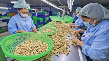 Ngành điều Việt Nam củng cố vị thế xuất khẩu bằng chế biến sâu