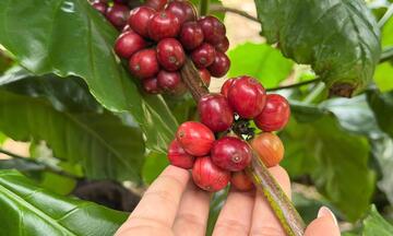 Giá cà phê hôm nay 12/10/2025: Trong nước giảm tiếp 500 - 700 đồng/kg