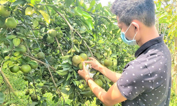 Thành phố Huế: Nâng cao chất lượng cam Nam Đông