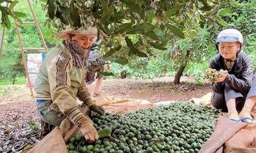 Gia Lai: Trái ngọt macca trên vùng đất khó Kbang
