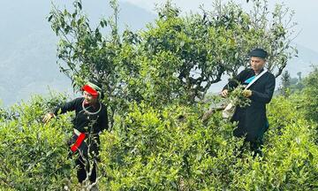 Từ núi rừng Tuyên Quang, chè Tây Côn Lĩnh chinh phục trời Tây