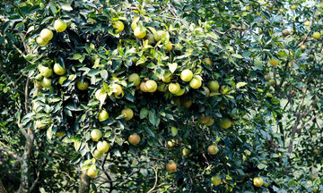 Hà Tĩnh: Mở rộng diện tích cam hữu cơ, làm giàu bền vững