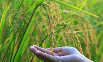 Những giống gạo mang hồn quê Việt