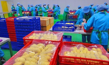 Xuất khẩu sầu riêng bứt tốc, ngành rau quả Việt Nam hướng tới 8 tỷ USD