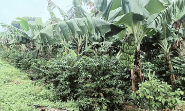 Xã A Lưới: Xây dựng thương hiệu chuối sạch của đồng bào dân tộc