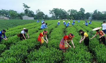 Xây dựng chuỗi giá trị: Hướng đi bền vững cho kinh tế miền núi