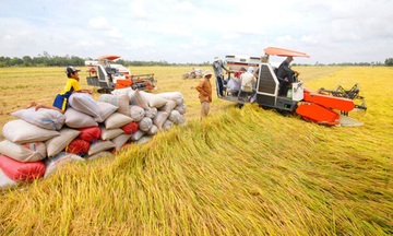 Vai trò lúa gạo Việt Nam trong an ninh lương thực toàn cầu