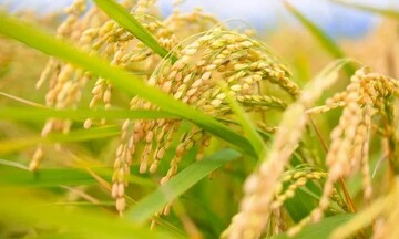 Giống lúa lai mới giúp giảm tới 70% khí mê-tan mở ra hy vọng cho nông nghiệp xanh