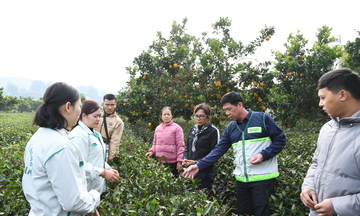 Triển khai Thông tư hướng dẫn hệ thống khuyến nông cấp tỉnh, xã