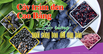 Longform | Cây trám đen Cao Bằng: ‘Lộc rừng’ nuôi sống bao đời dân bản