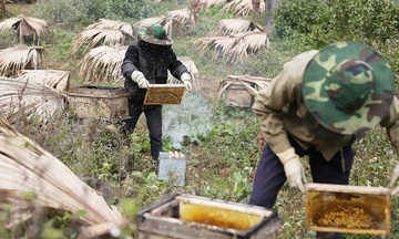Mở rộng thị trường, nâng tầm mật ong bạc hà thành thương hiệu quốc gia