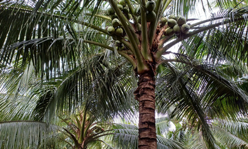 Ngành dừa Việt giữa ‘cú sốc’ thị trường và cơ hội từ chỉnh sửa gen