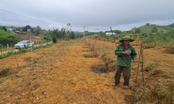 Tháo gỡ khó khăn phát triển cây dược liệu ở A Lưới