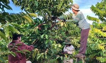 Liên kết chuỗi, nâng tầm thương hiệu cà phê Lâm Đồng
