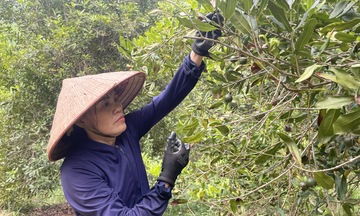 Từ cây mắc ca, mở hướng làm giàu cho đồng bào miền núi Lạng Sơn