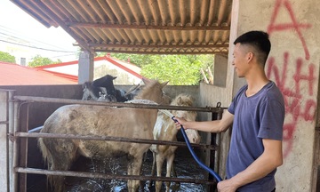 Từ con ngựa nhỏ đến giấc mơ lớn của người Biên Sơn