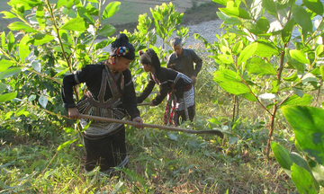 Hiệu quả cao từ chính sách chi trả dịch vụ môi trường rừng