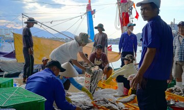 Đà Nẵng thành lập Tổ liên ngành kiểm tra xử lý vi phạm khai thác IUU