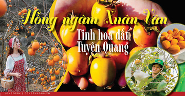 Longform | Hồng ngâm Xuân Vân: Tinh hoa đất Tuyên Quang
