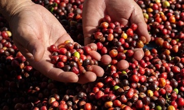 Nguồn cung khan hiếm, giá cà phê Robusta vượt mốc 4.600 USD/tấn