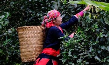 Hội chợ Mùa Thu 2025: Cầu nối giao thương, quảng bá nông sản Việt