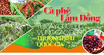 Longform | Cà phê Lâm Đồng: Từ cây chủ lực đến thương hiệu quốc gia