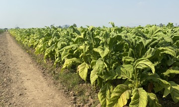 Cảnh báo giả mạo thương hiệu Vinataba trên các nền tảng mạng xã hội