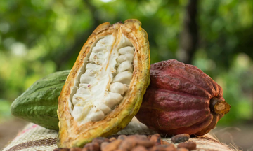 Hương vị Trinitario bản địa mở triển vọng xuất khẩu cho ca cao Việt