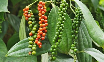 Hồ tiêu Việt Nam lập kỷ lục mới, kim ngạch vượt 1,33 tỷ USD