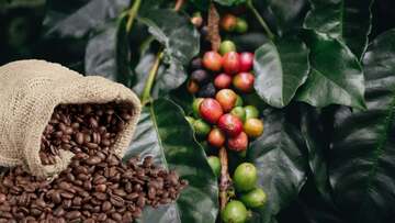 Sản lượng cà phê toàn cầu niên vụ 2025 - 2026 dự báo đạt kỷ lục