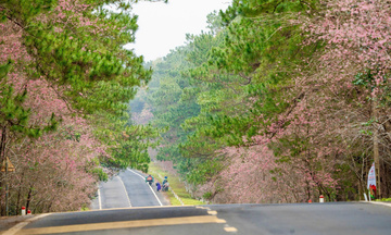 Quảng Ngãi: Đầu tư Măng Đen thành khu du lịch sinh thái tầm quốc gia