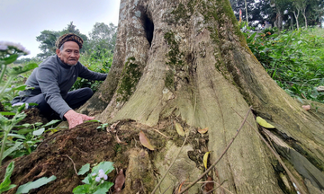 Hà Tĩnh: Mục sở thị hai cây dó trầm hơn 200 tuổi trong ngôi đền cổ