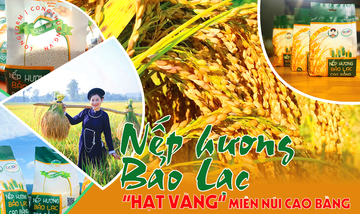 Longform | Nếp hương Bảo Lạc: 'Hạt vàng' miền núi Cao Bằng