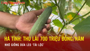 Hà Tĩnh: Thu lãi 700 triệu đồng/năm nhờ giống dưa leo ‘tài lộc’