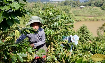 Giấc mơ no ấm từ những đồi cà phê Na Son giữa đại ngàn Tây Bắc