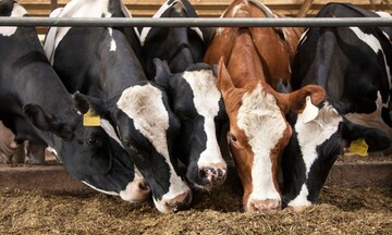 Giải pháp dinh dưỡng trong chăn nuôi - Chìa khóa giảm phát thải khí mê-tan ở Việt Nam