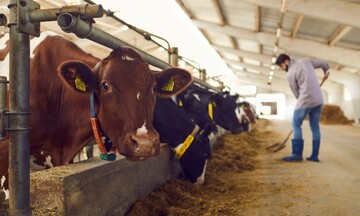 Giảm phát thải khí mê-tan trong chăn nuôi bằng côn trùng, tảo biển