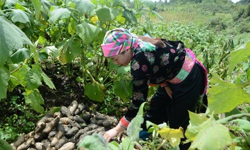 Tham gia chuỗi cung ứng: Hướng đi bền vững cho sản phẩm Lai Châu