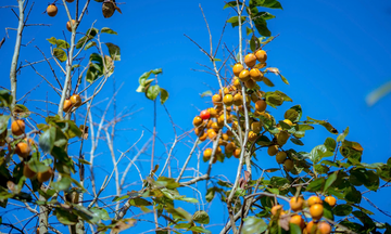 Phát triển sản xuất theo chuỗi giá trị, nâng cao chất lượng nông sản