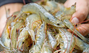 Xuất khẩu tôm Việt tăng mạnh nhất 3 năm, đạt 3,4 tỷ USD