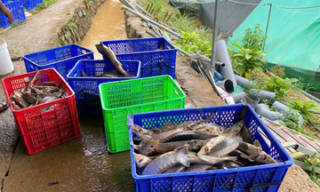 Quảng Ngãi: Sạt lở núi, gần 70 tấn cá tầm chết, thiệt hại hơn 8 tỷ đồng