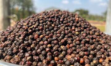 Việt Nam tiếp tục là nguồn cung hồ tiêu ngoại khối lớn nhất cho EU
