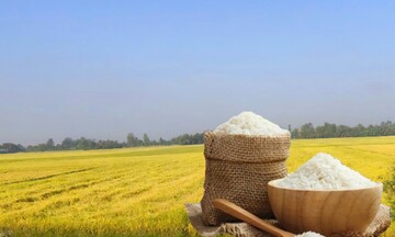 Giá lúa gạo hôm nay ngày 31/10: Thị trường lặng sóng